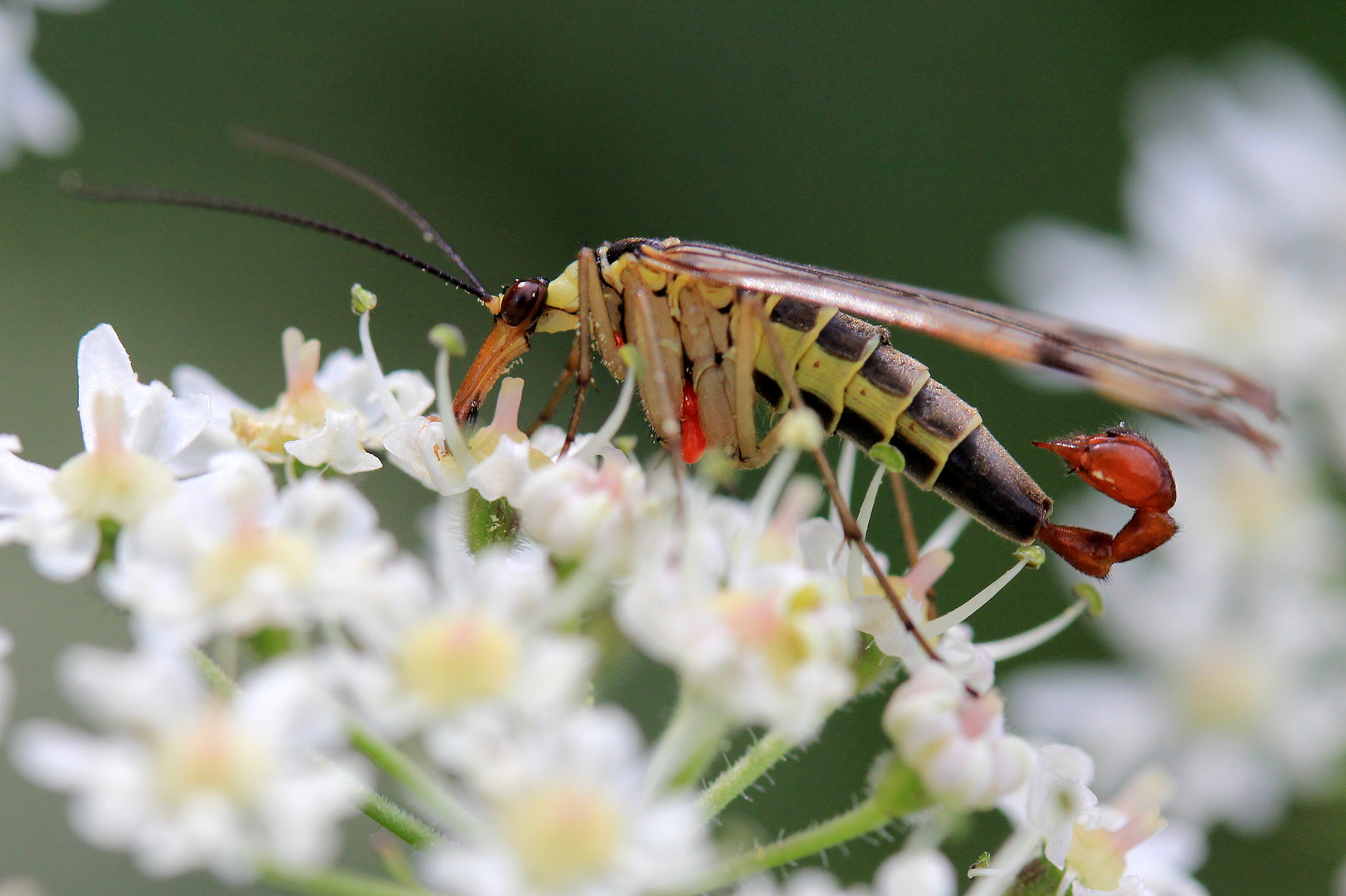 Skorpionsfliege