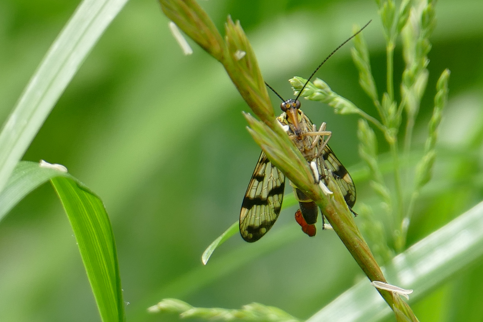 Skorpionsfliege