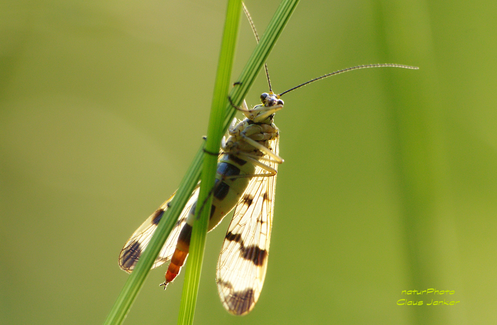 Skorpionsfliege