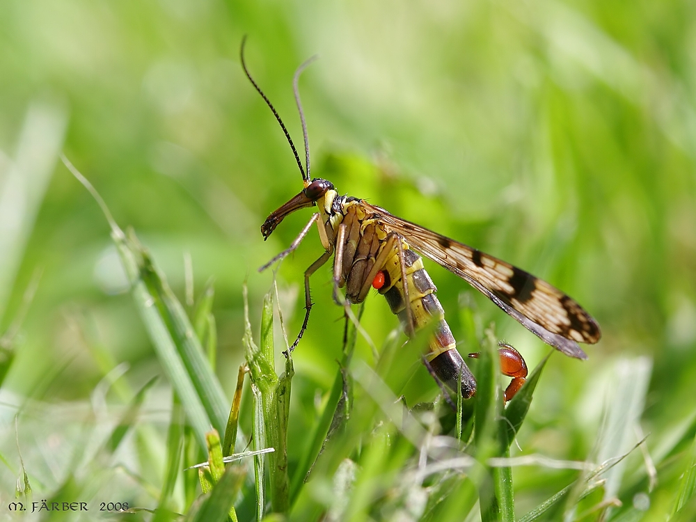 Skorpionsfliege