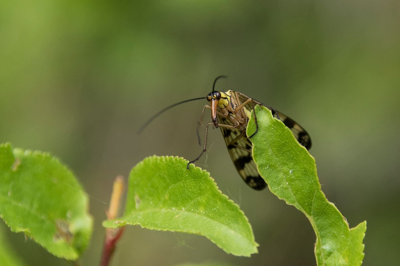 Skorpionsfliege