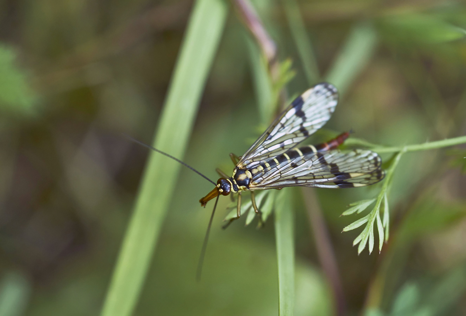 Skorpionsfliege