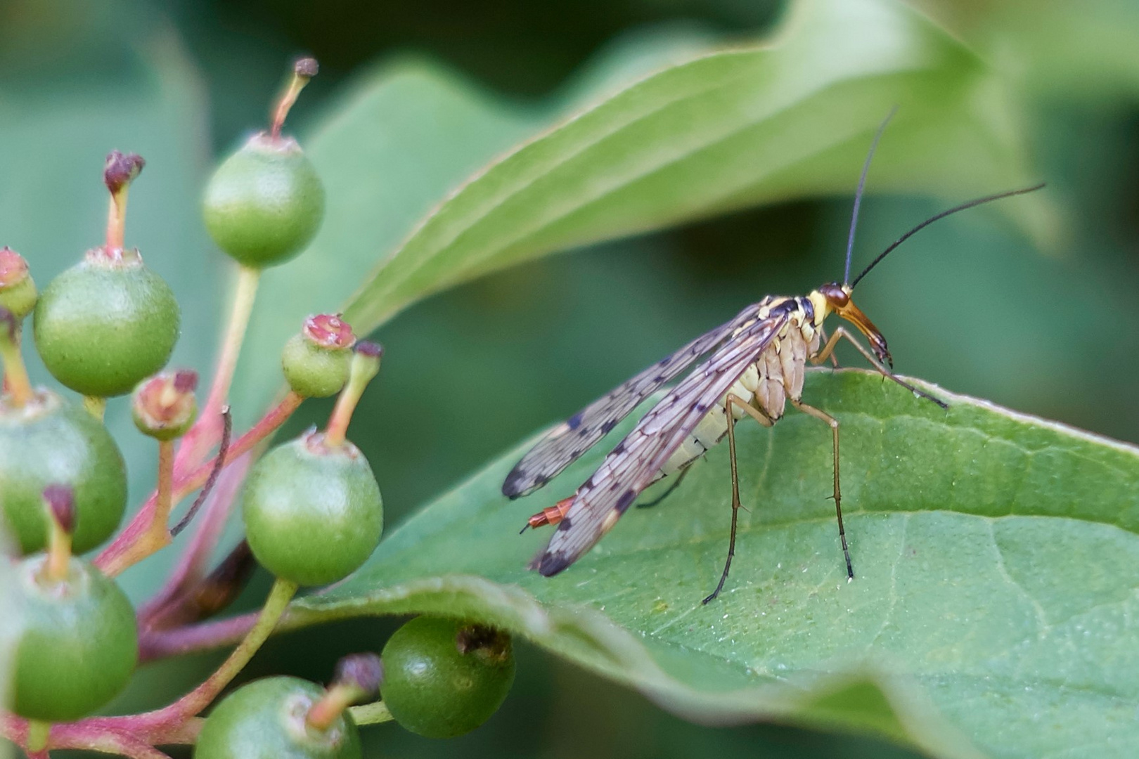 Skorpionsfliege