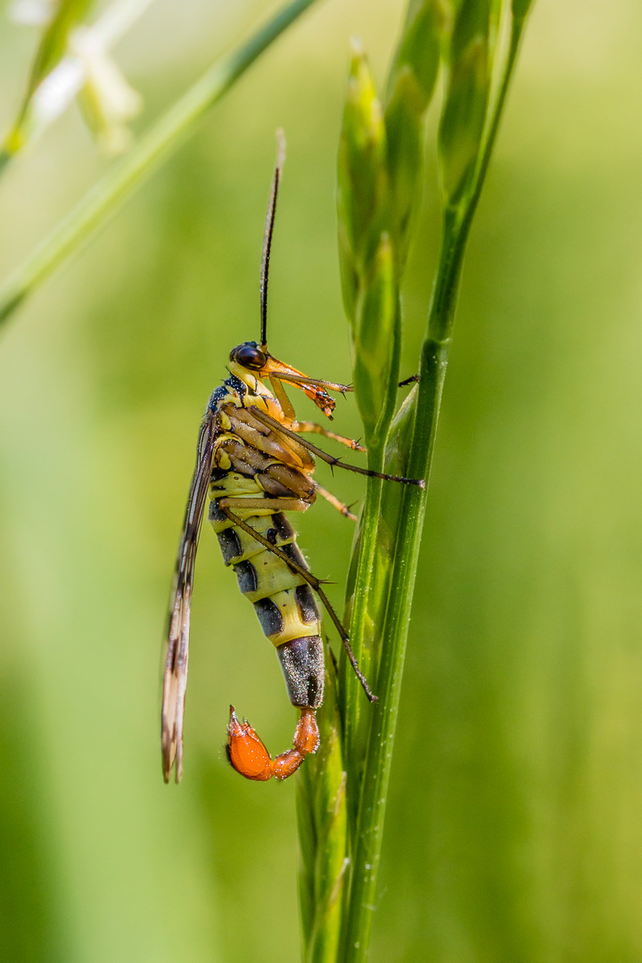 Skorpionsfliege 