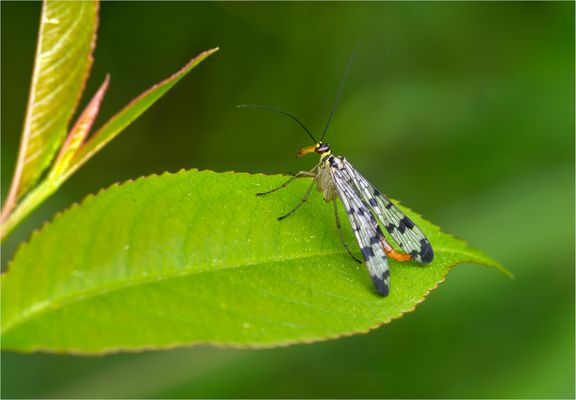 Skorpionsfliege