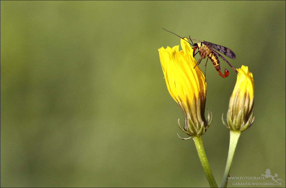 Skorpionsfliege