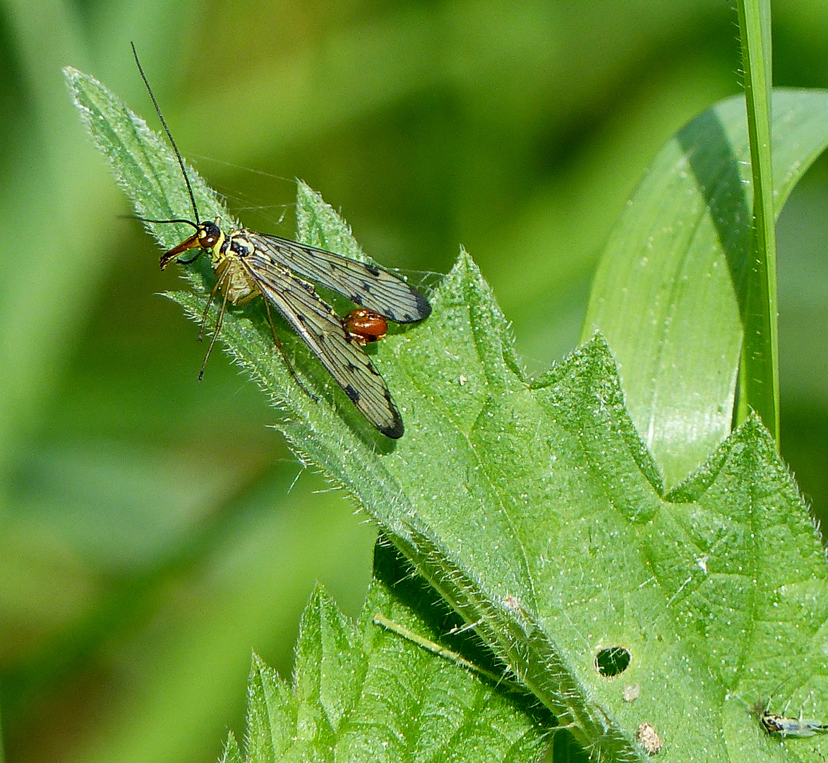   Skorpionsfliege 