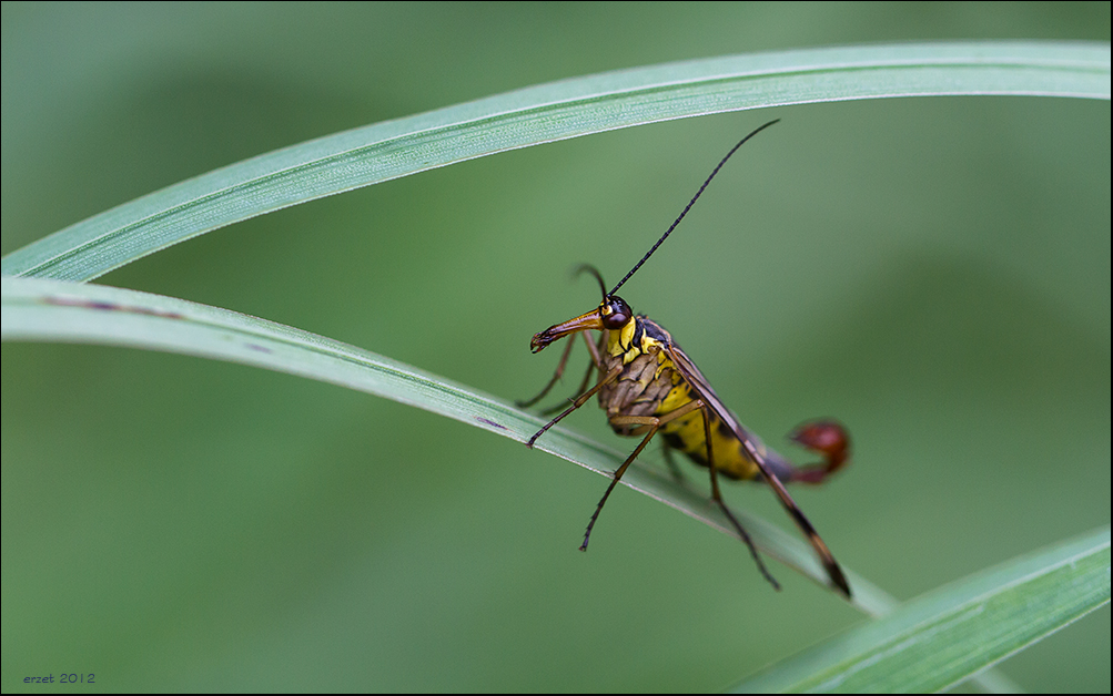 Skorpionsfliege