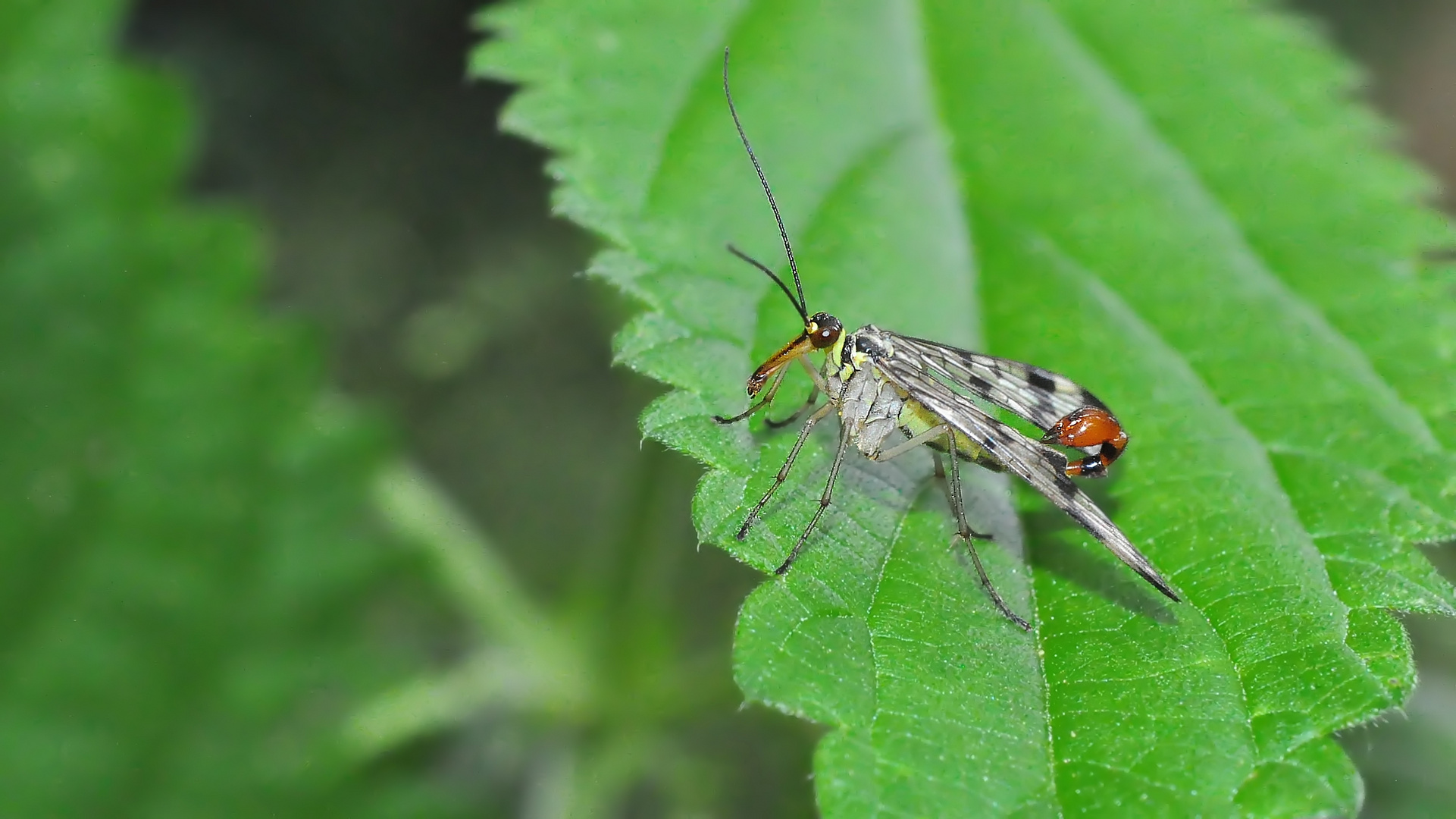 Skorpionsfliege am Entenpfuhl......  