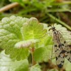 Skorpionsfliege am frühen Morgen