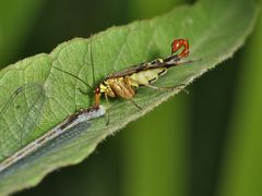 Skorpionsfliege an Libelle