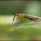 Skorpionsfliege auf Blatt