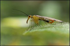 Skorpionsfliege auf Blatt