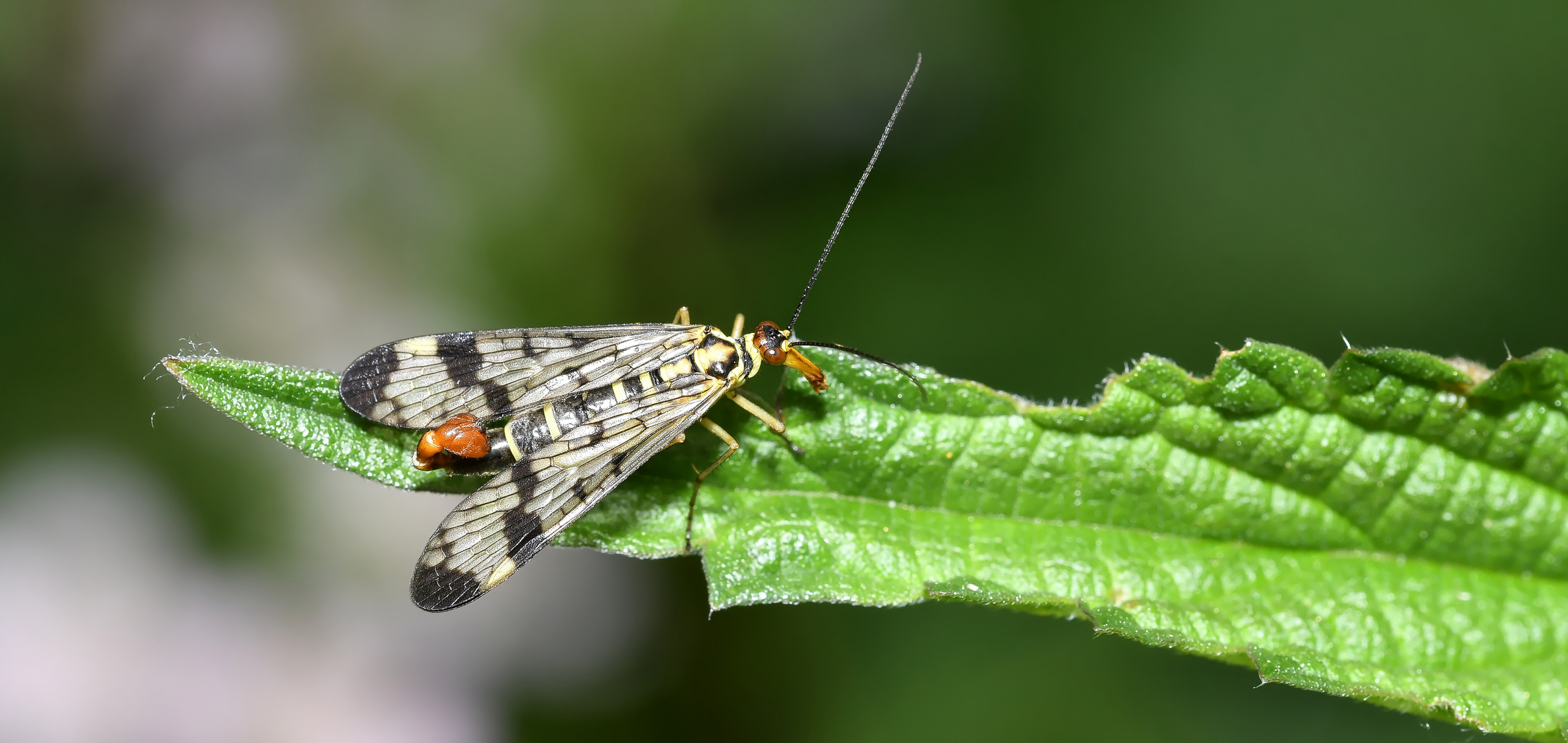 "SKORPIONSFLIEGE AUF FUTTERSUCHE"