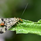 "SKORPIONSFLIEGE AUF FUTTERSUCHE"