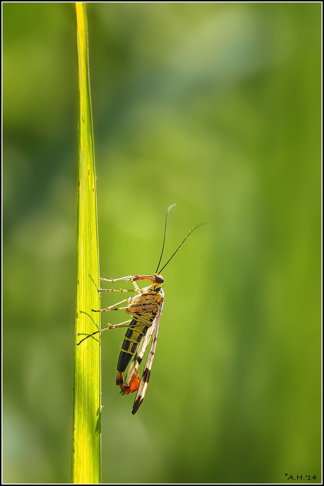 Skorpionsfliege auf Grashalm