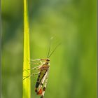 Skorpionsfliege auf Grashalm