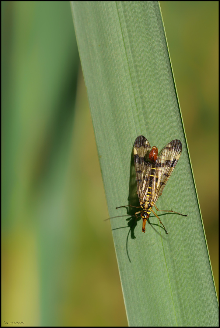 Skorpionsfliege auf Grashalm