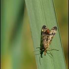 Skorpionsfliege auf Grashalm