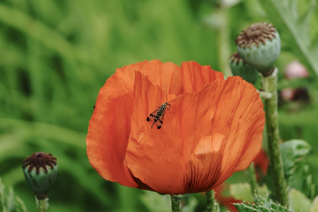 SKORPIONSFLIEGE auf rotem MOHN