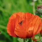 SKORPIONSFLIEGE auf rotem MOHN