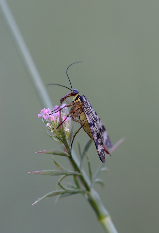 Skorpionsfliege