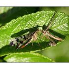 Skorpionsfliege beim Abendbrot