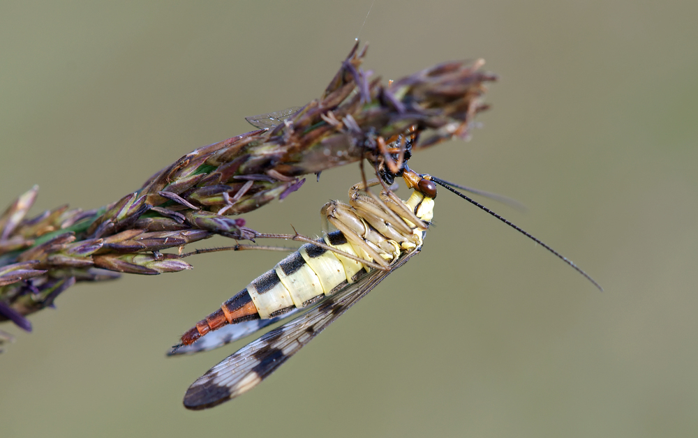 Skorpionsfliege beim Frühstück