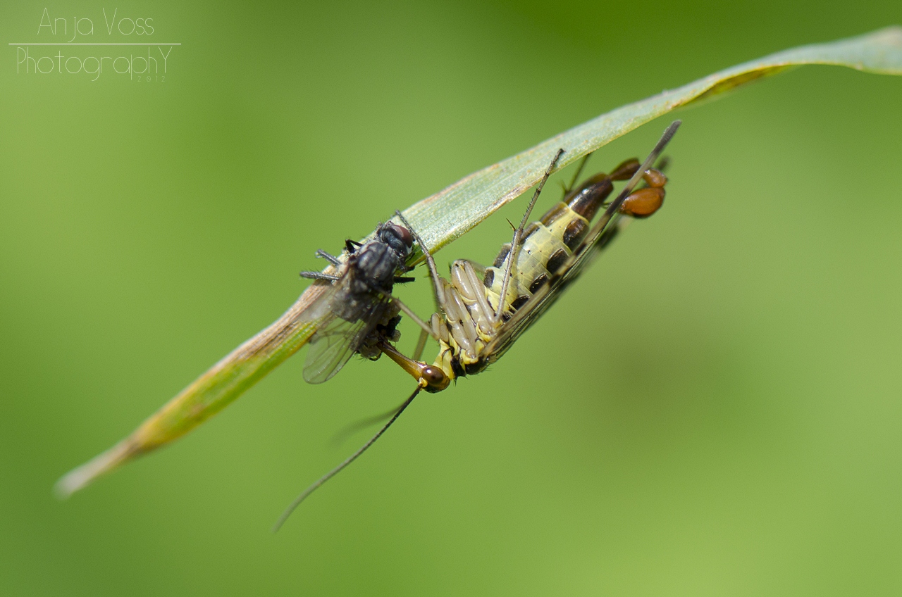 Skorpionsfliege beim Lunch