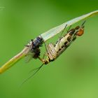 Skorpionsfliege beim Lunch