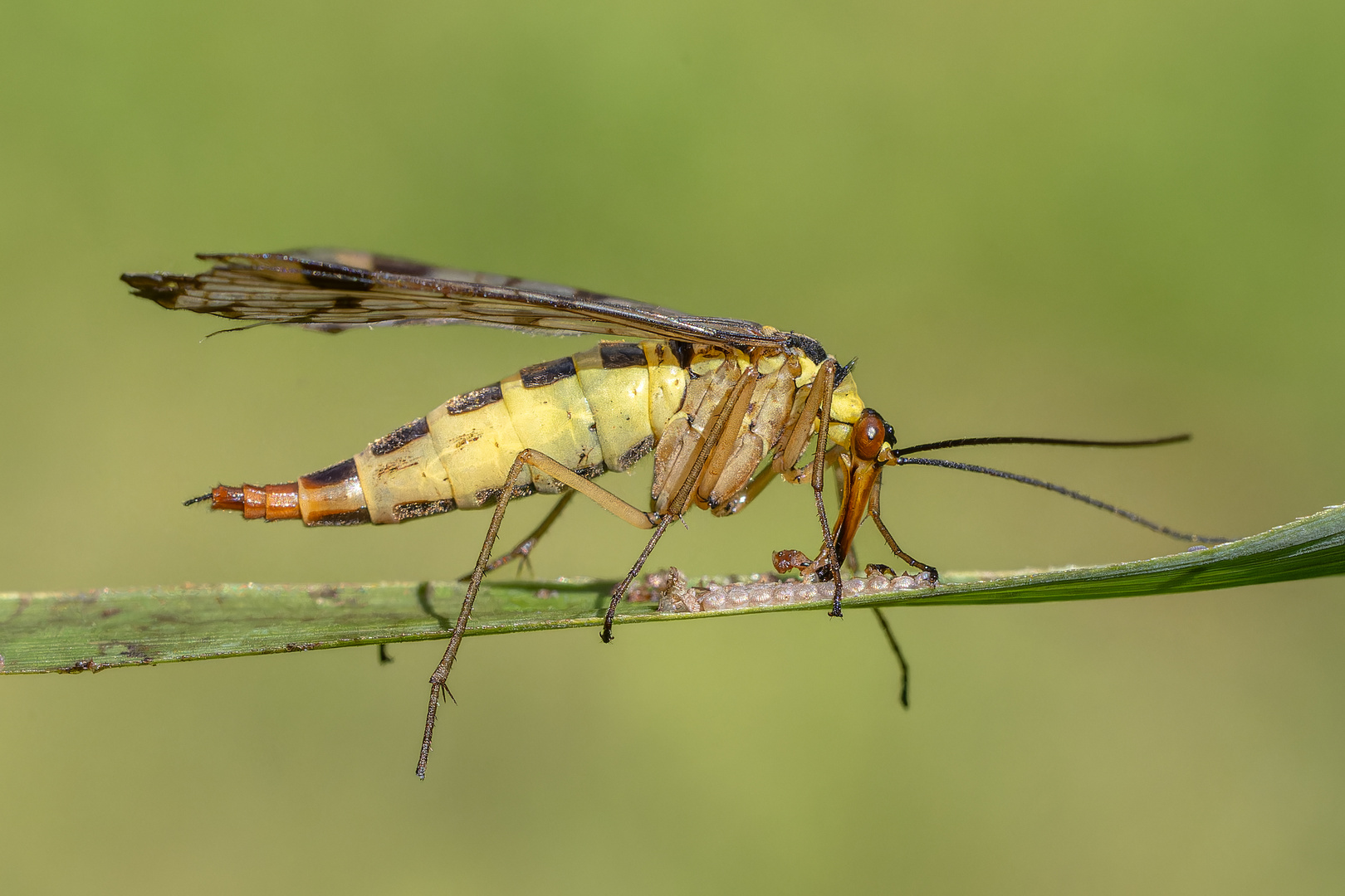 Skorpionsfliege beim Mittagessen