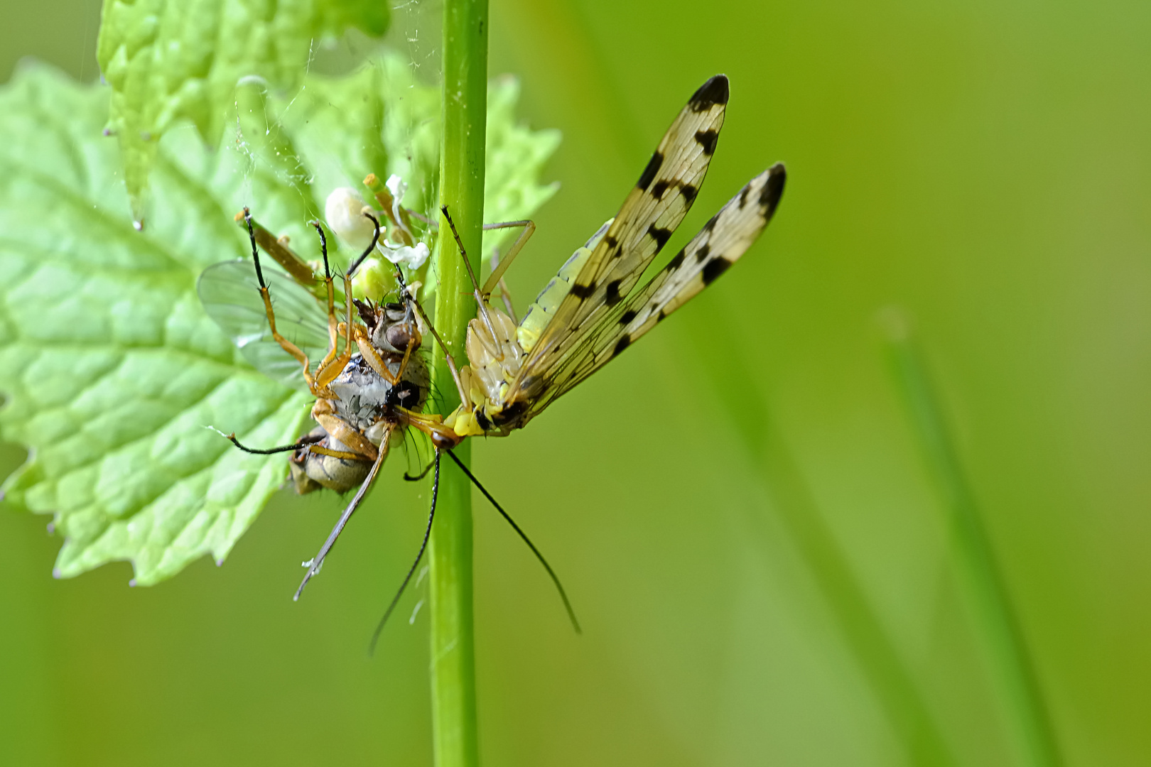 Skorpionsfliege beim Mittagsmahl