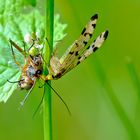 Skorpionsfliege beim Mittagsmahl