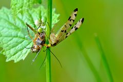 Skorpionsfliege beim Mittagsmahl