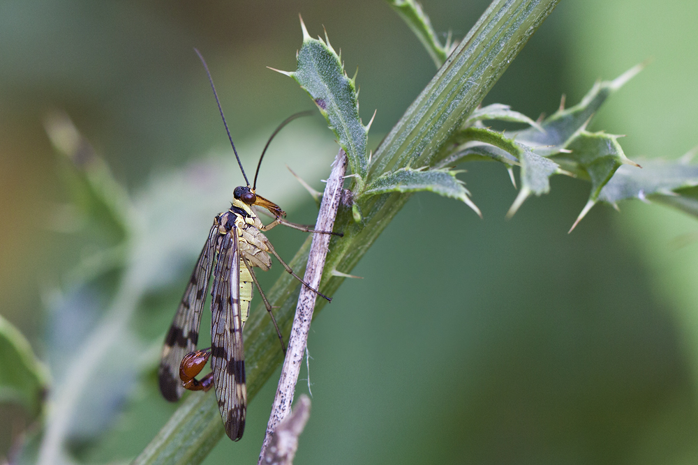 Skorpionsfliege