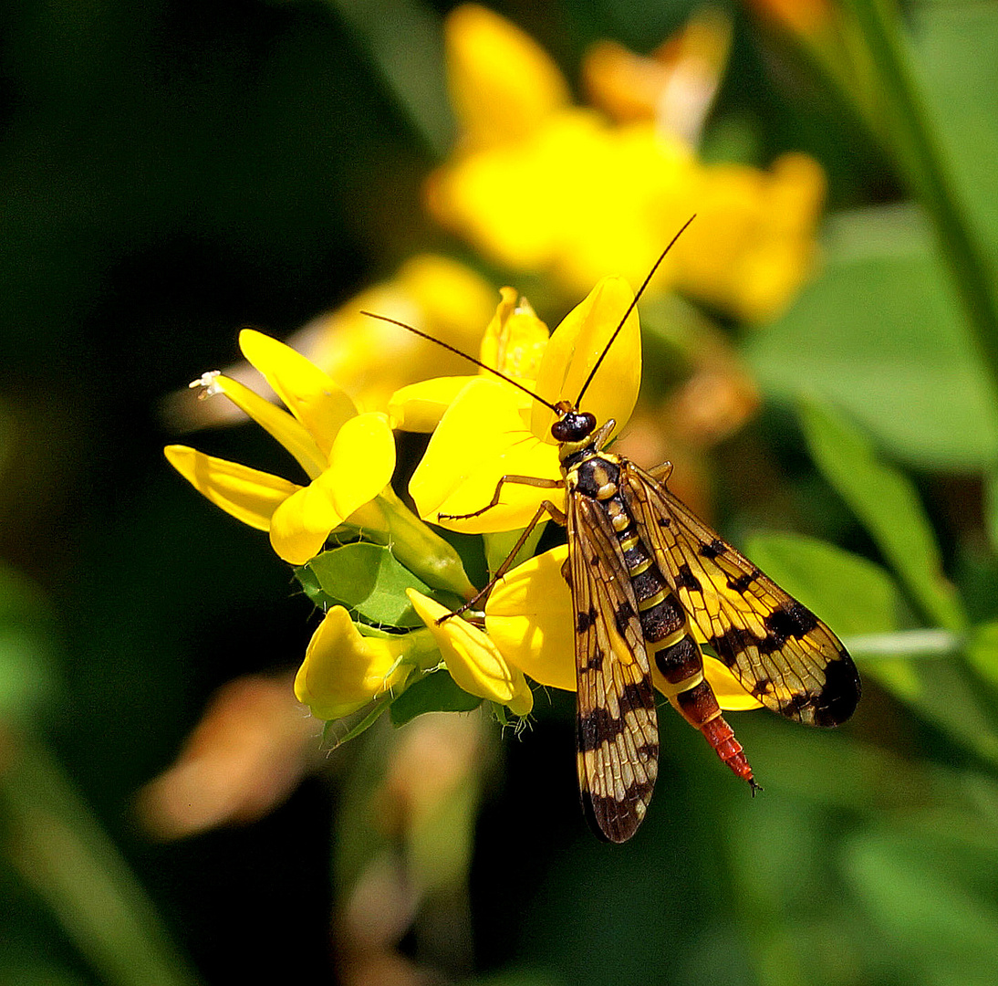 Skorpionsfliege.