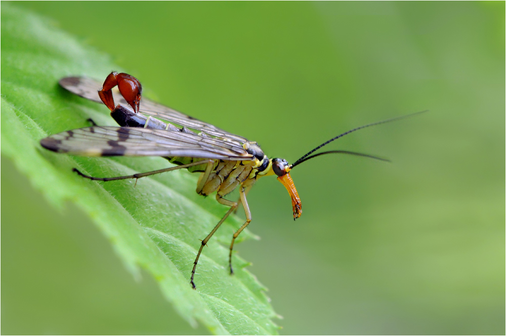 Skorpionsfliege II