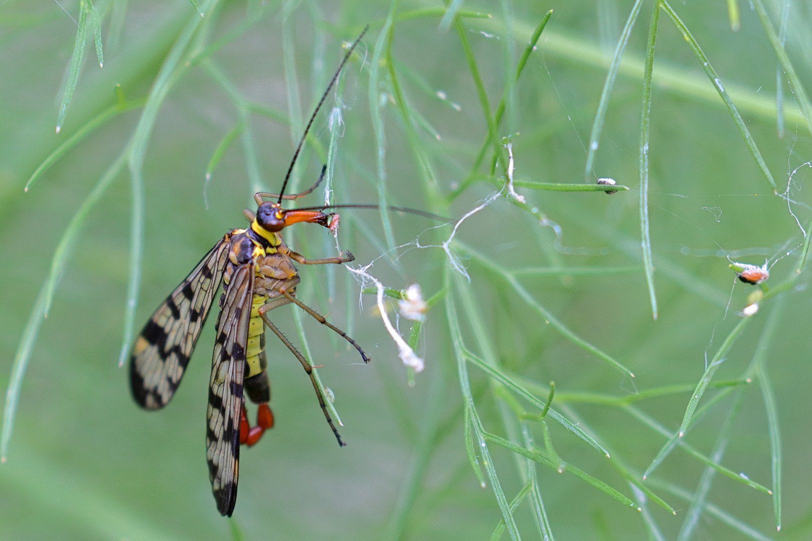 Skorpionsfliege II