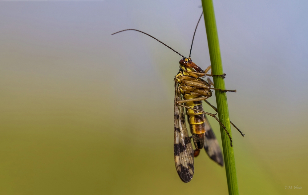 Skorpionsfliege II