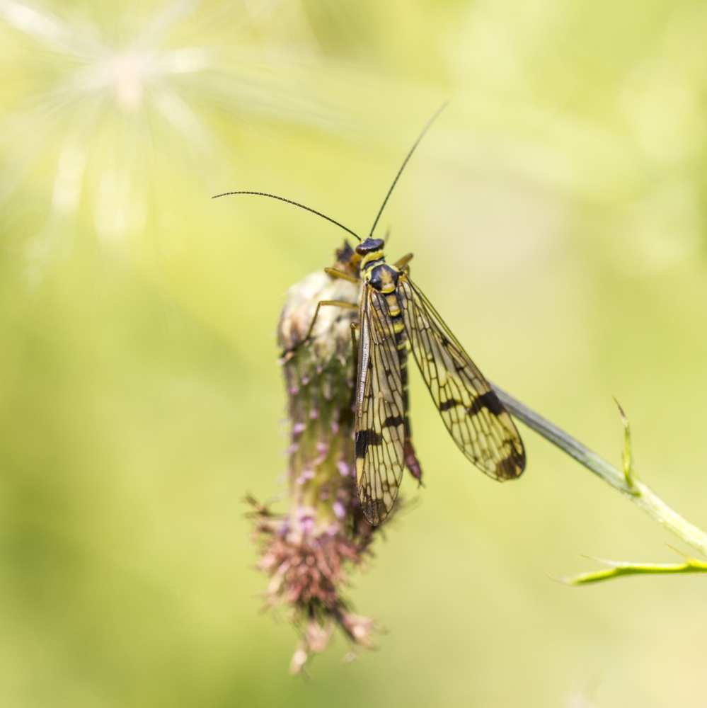 Skorpionsfliege im Distelfeld