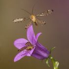 Skorpionsfliege im Flug