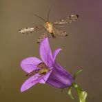 Skorpionsfliege im Flug