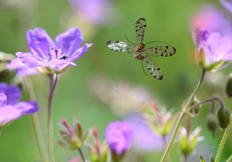 Skorpionsfliege im Flug 3