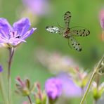 Skorpionsfliege im Flug 3