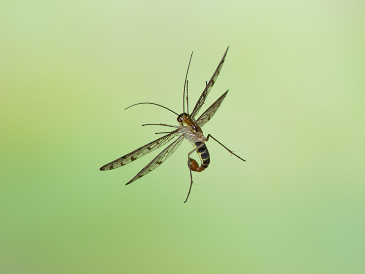 Skorpionsfliege im Flug 4