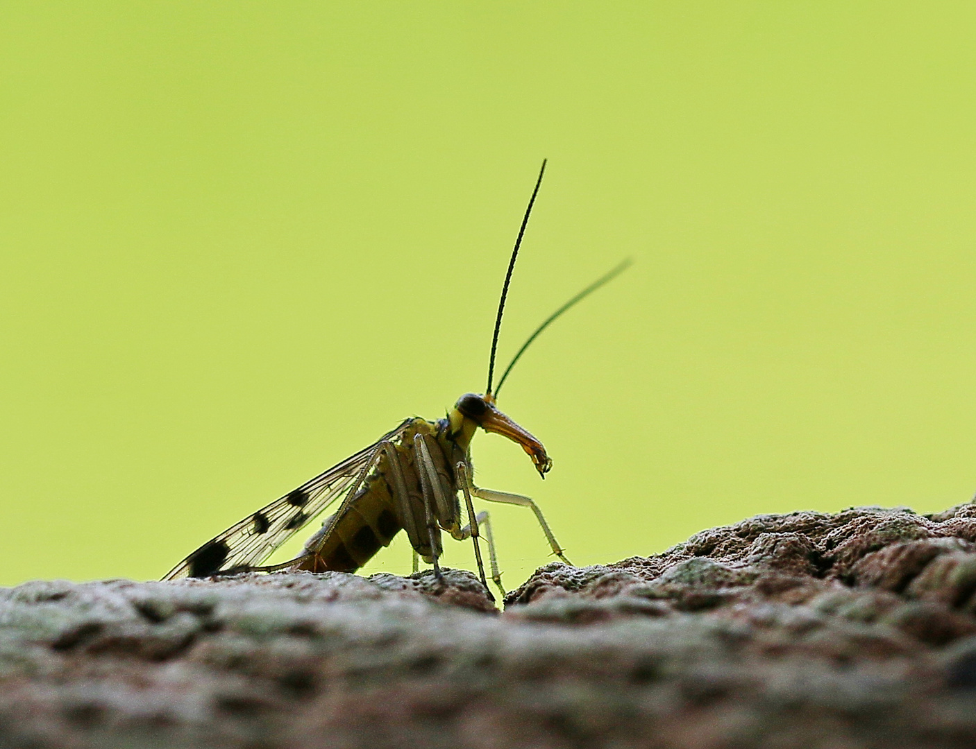 Skorpionsfliege im Gegenlicht