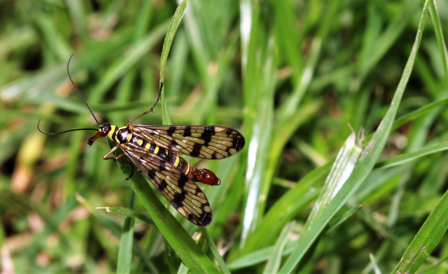 Skorpionsfliege im Gras