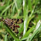 Skorpionsfliege im Gras