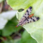 Skorpionsfliege im heimischen Garten