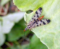 Skorpionsfliege im heimischen Garten